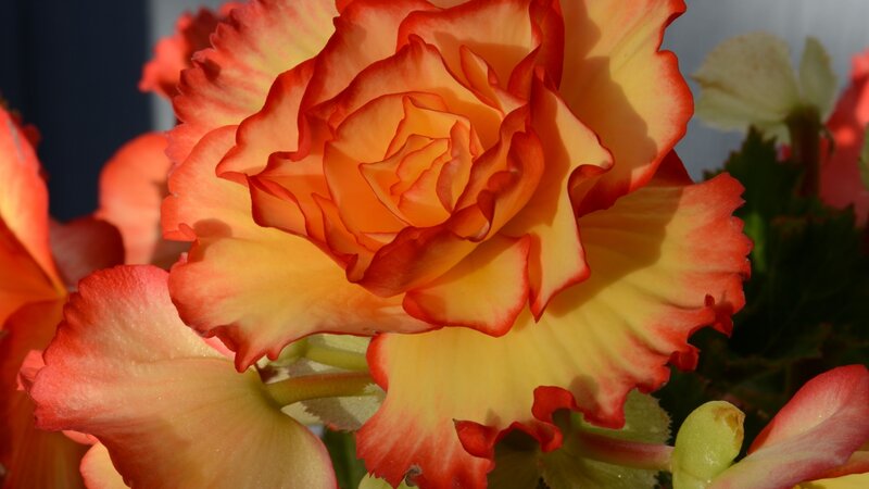 BEGONIA