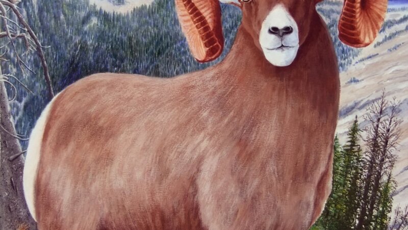 Bighorn Sheep at Hurwal Divide, Oregon