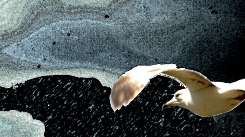 On Winged Flight