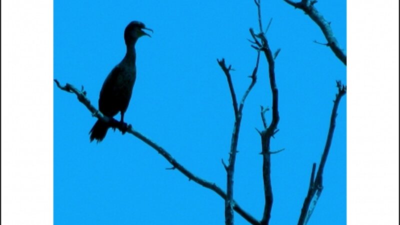 Bird in Silhouette