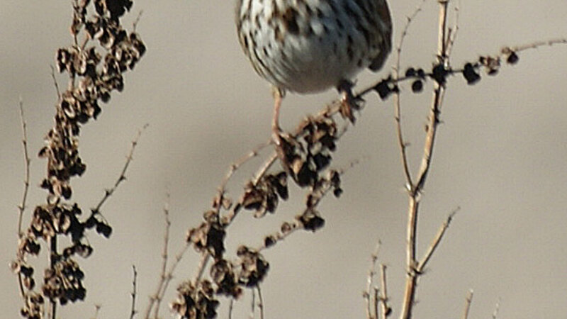 Laguna de Santa Rosa Sparrow