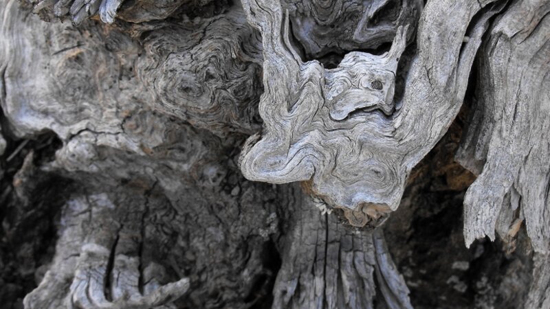 birds caught in a fallen tree stump