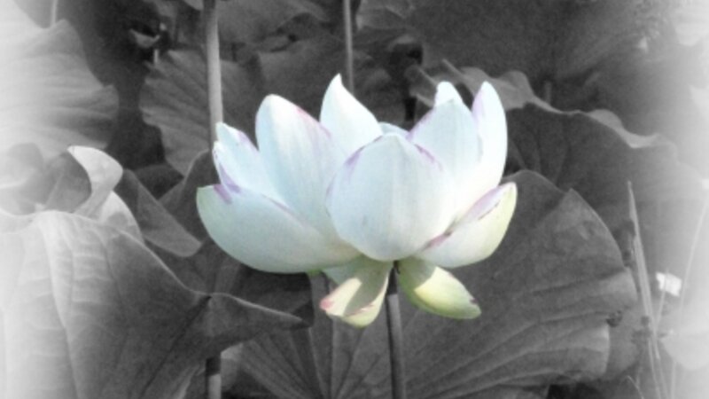 Zen