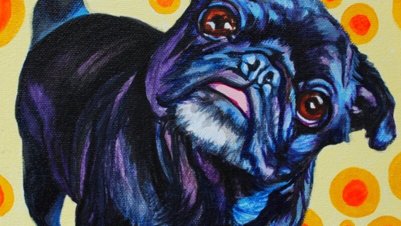 Black Pug