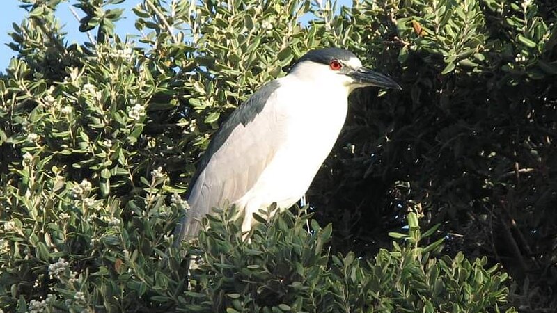 Black Crown Night Heron