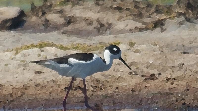 Black Necked Stilt