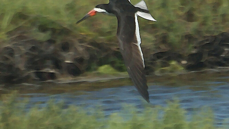 Black Skimmer