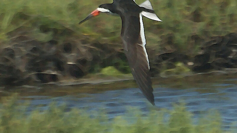 Black Skimmer