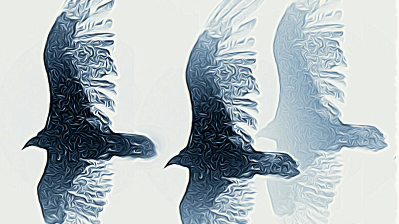 Hawks