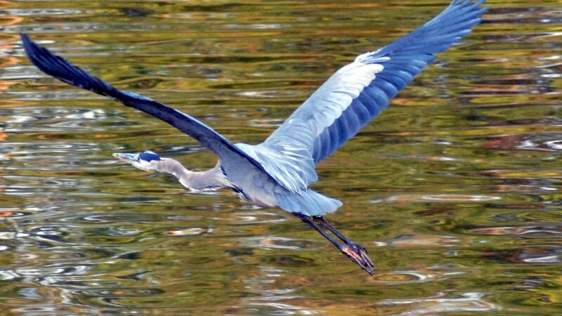 Blue Heron at Sunset