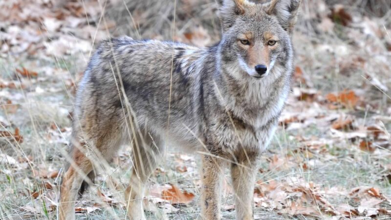 coyote