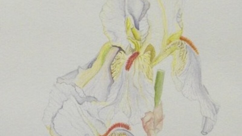 Iris