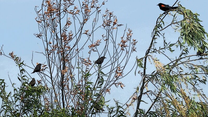 Red-winged Blackbirds