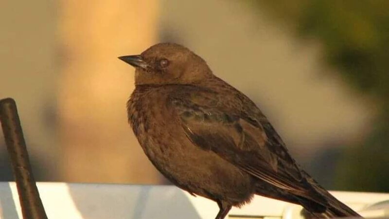Brewer's Blackbird