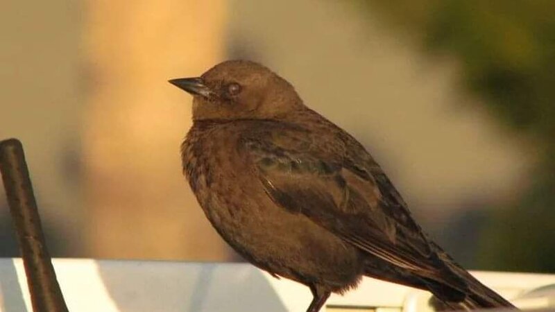 Brewer's Blackbird