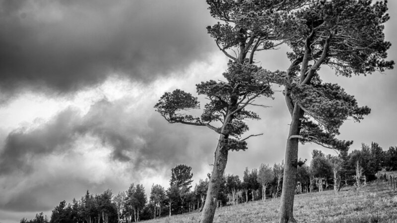 Windblown