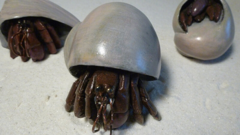 bronze hermit crabs