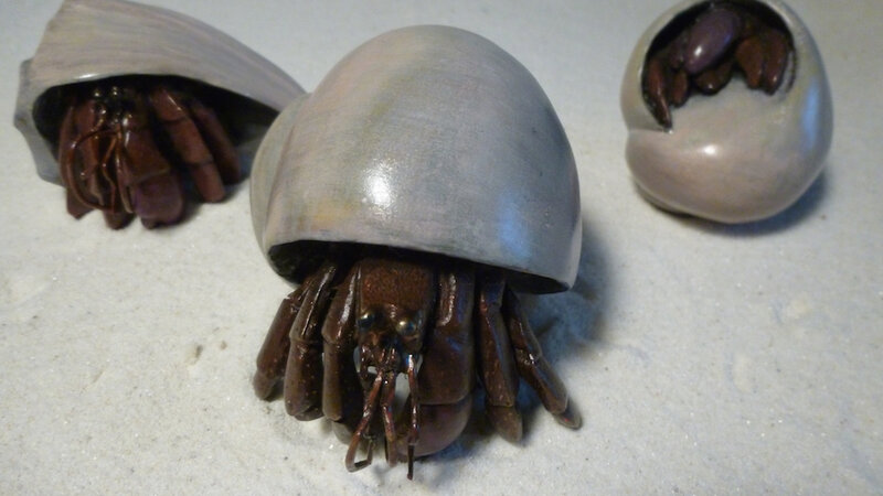 bronze hermit crabs