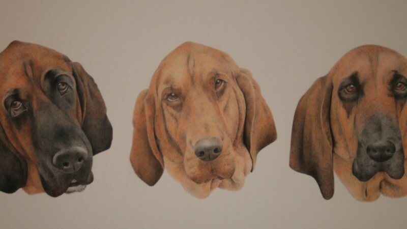 bloodhounds