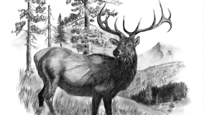 Majestic Bull Elk