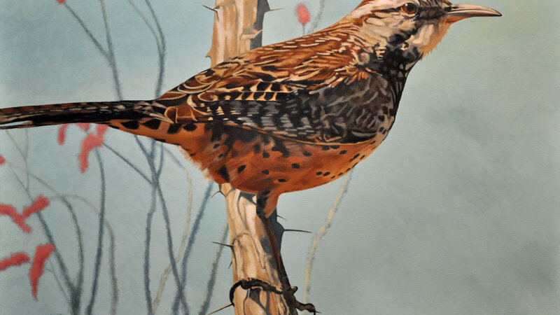 cactus wren
