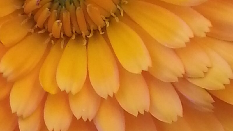 Calendula