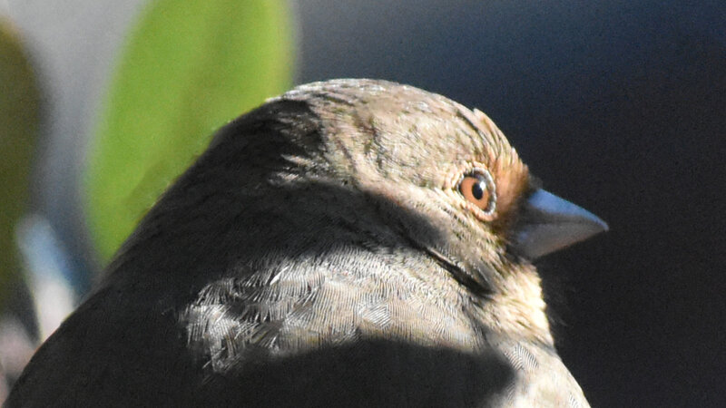 California Towhee