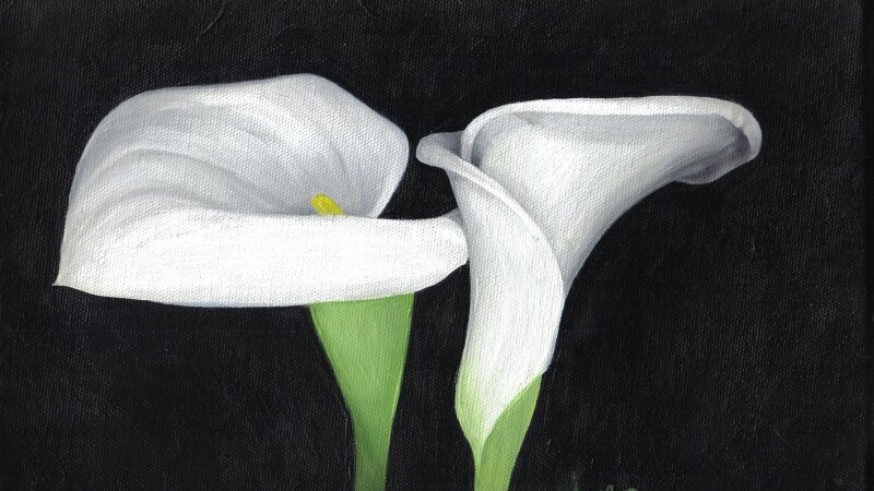 Calla Lillies
