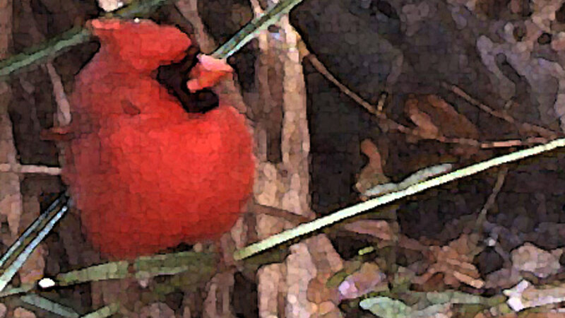 Cardinal