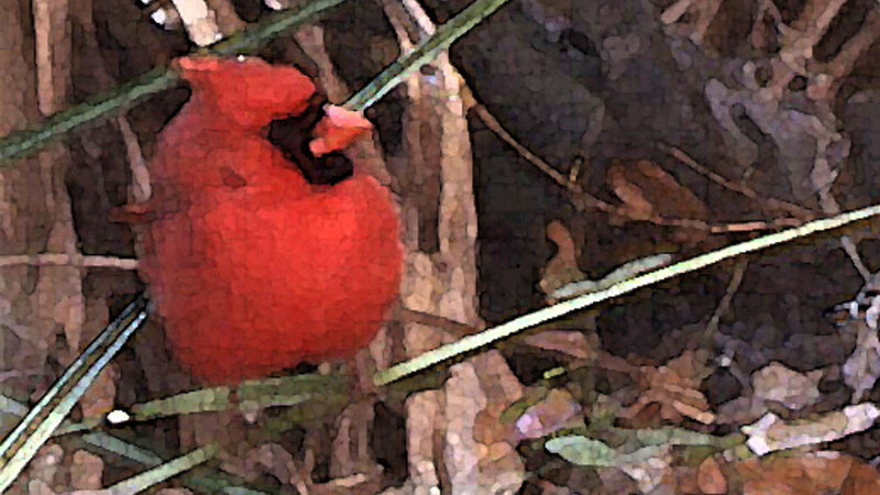 Cardinal