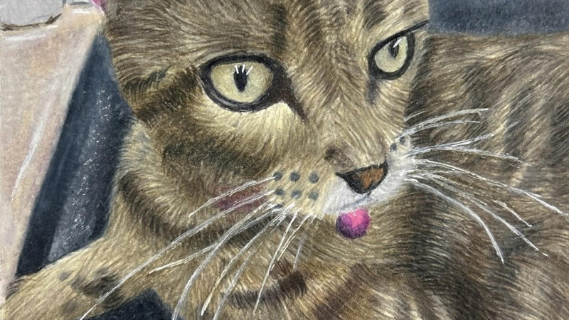 Resting Cat in colored pencil