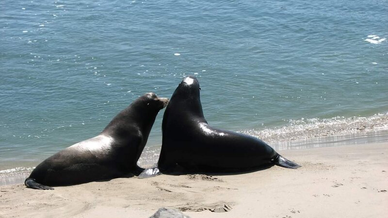 Seals at Channel Islands Harbor