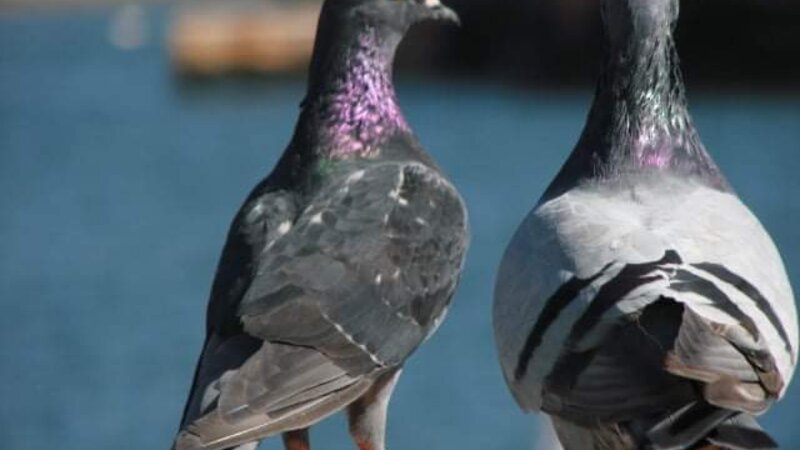 I'm listening - Channel Islands Harbor