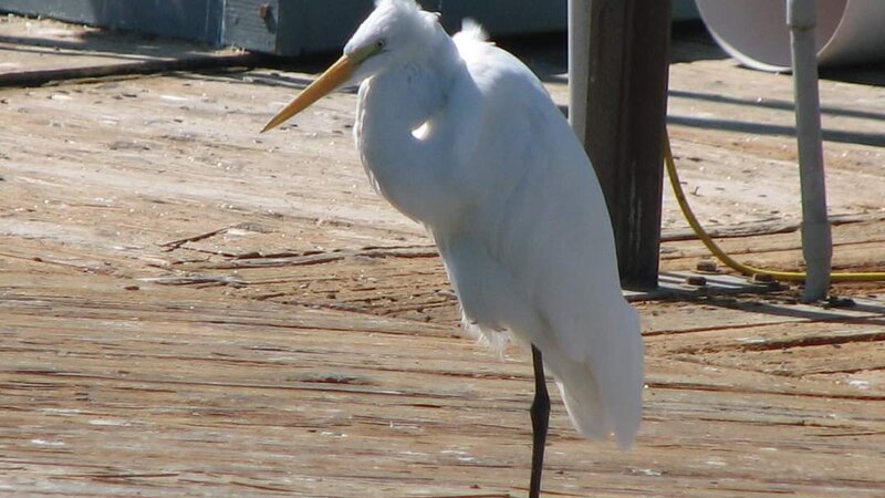 Great Egret Channel Islands Harbor