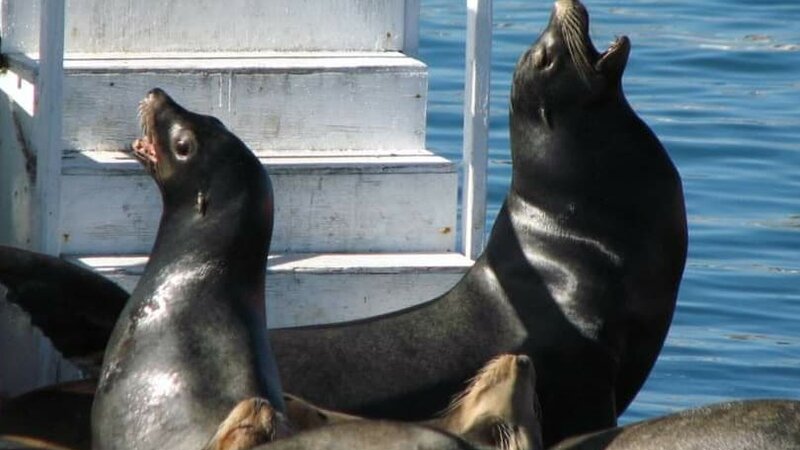 Channel Island Harbor - Seals