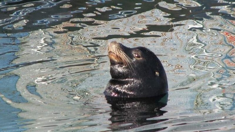 Channel Islands Harbor - Seal#4