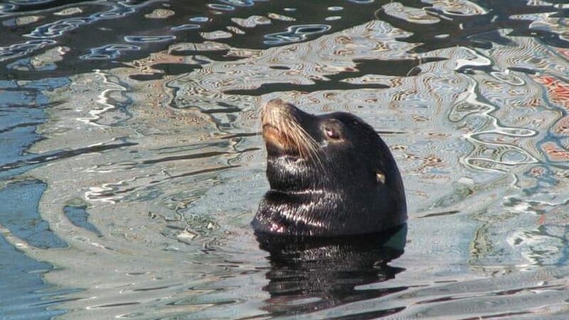 Channel Islands Harbor - Seal#4