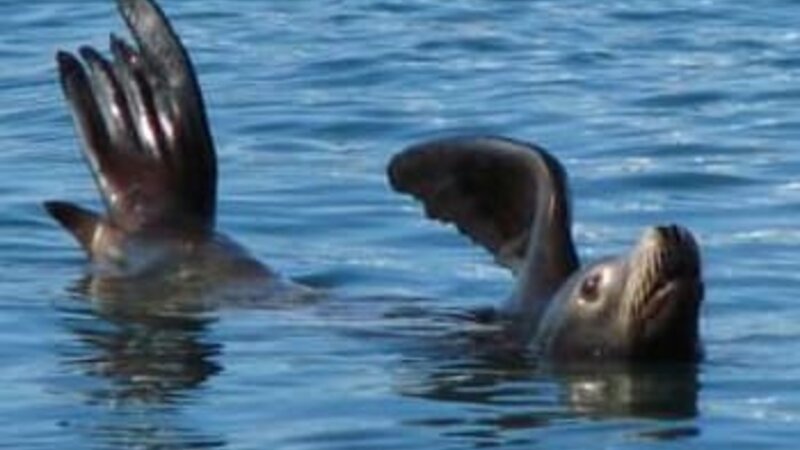 Channel Islands Harbor - Seals#