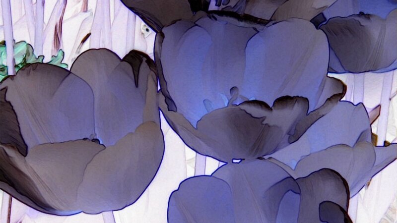 Blue Tulips