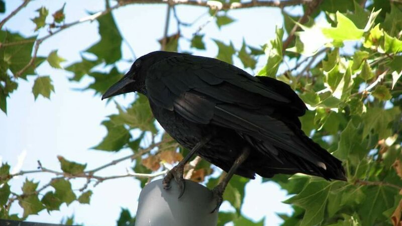 Common Raven Agoura Hills