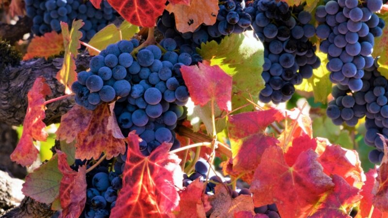 GRAPES
