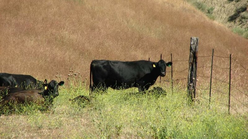 Cows Ventura County Hills
