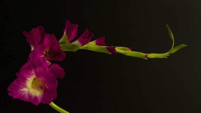 Curved Gladiolus 