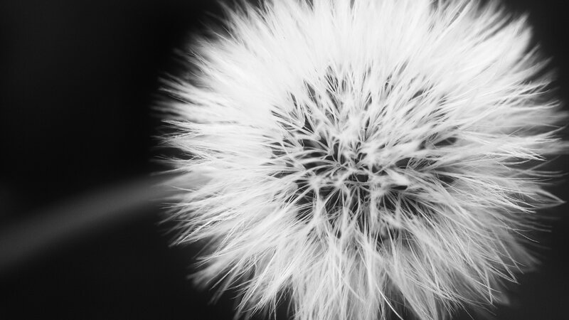 Ball of Wishes