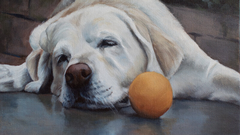 Sleeping White Labrador - acrylic on canvas
