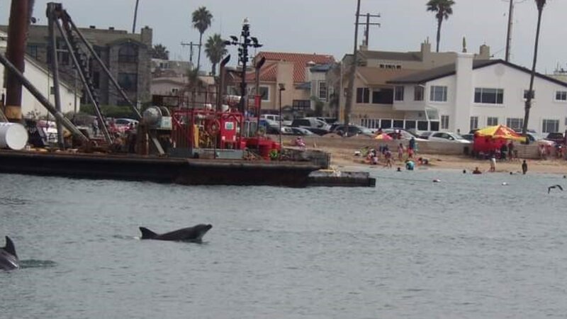 Dolphin in the Harbor