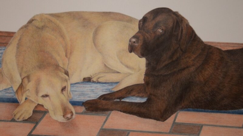 labradors