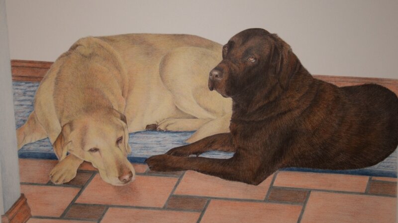 labradors