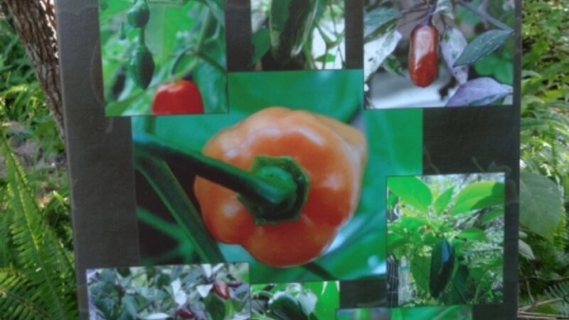 Pepper Patch