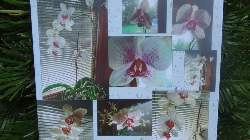 Orchid Window View